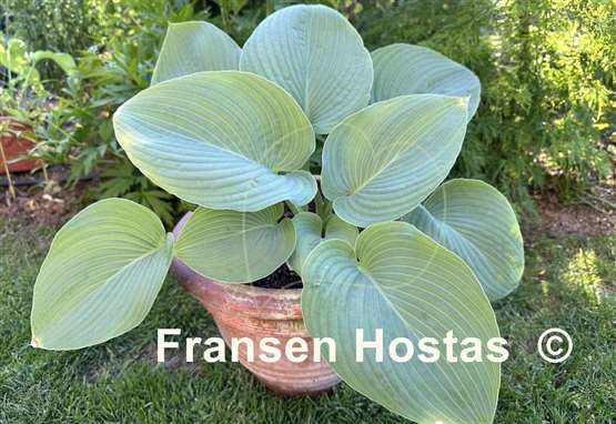 Hosta Montreal Blue Ice Storm